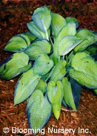 Hosta tokudama 'Aureo-nebulosa'